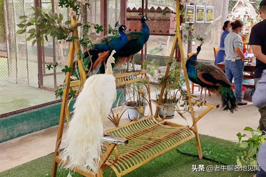 深圳候鸟屋酒店式公寓怎么样_短租旅居的体会和看法