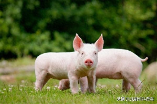 猪的寿命一般多少年_猪最重有多少斤