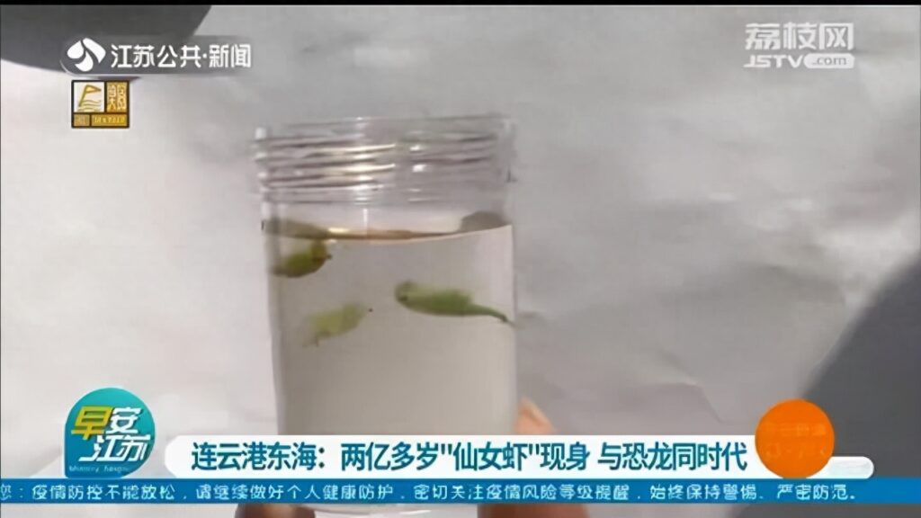 沧州疑现仙女虾仙女虾是什么_仙女虾练就的3个绝活