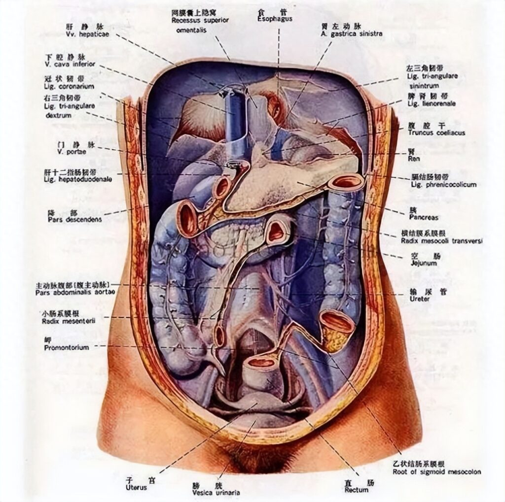 肚脐左侧是什么部位_肚子疼都是什么原因造成的