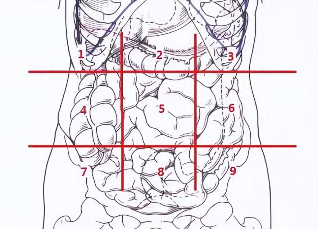 肚脐左侧是什么部位_肚子疼都是什么原因造成的
