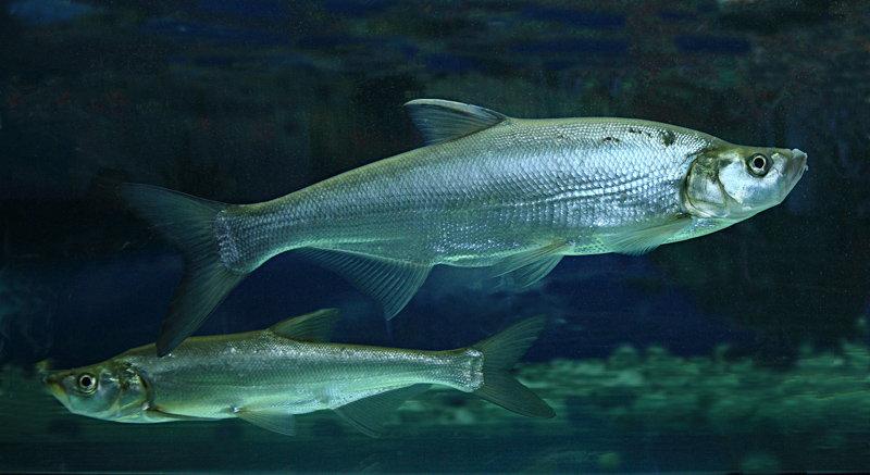 大白鱼是什么鱼，产品特点环境
