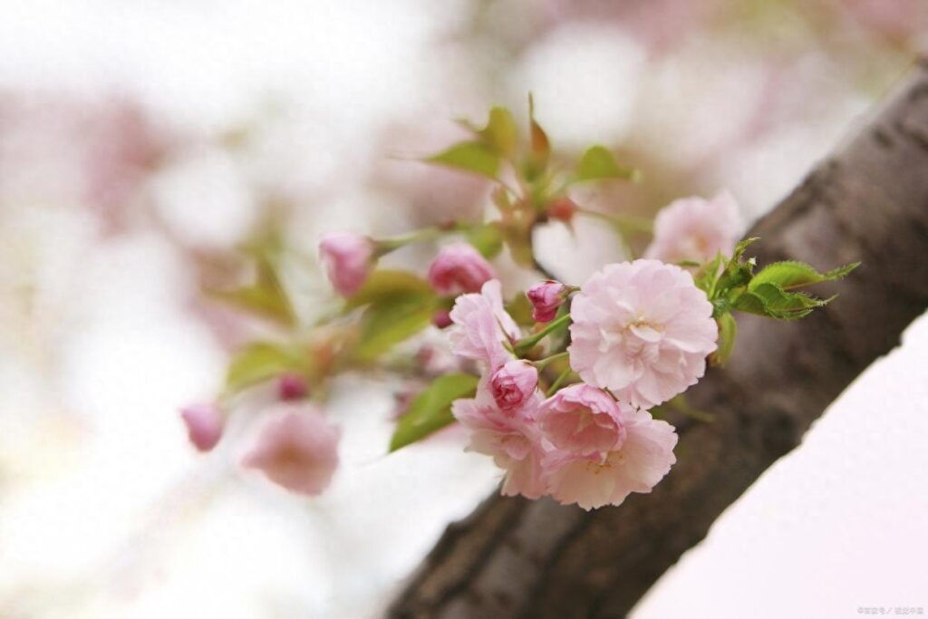 春分的古诗四句有哪些，春分时节的春景