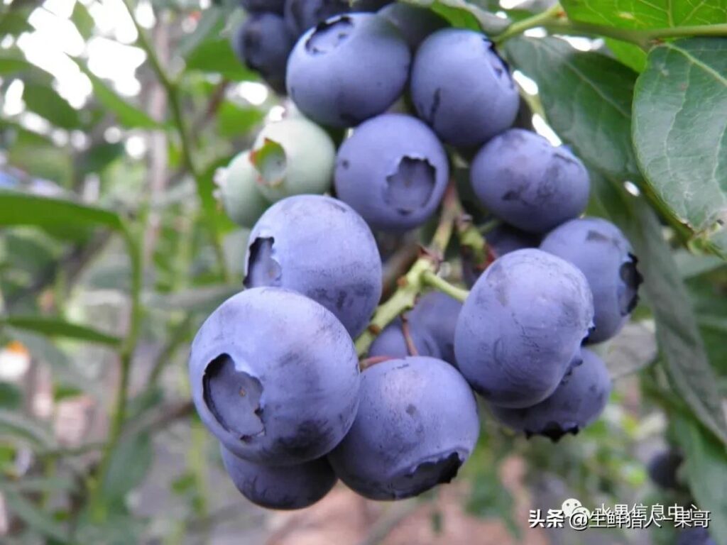 中国蓝莓产地在哪里，中国蓝莓产地介绍