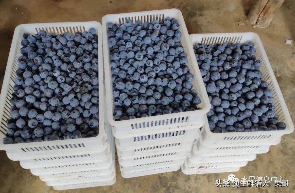 中国蓝莓产地在哪里，中国蓝莓产地介绍