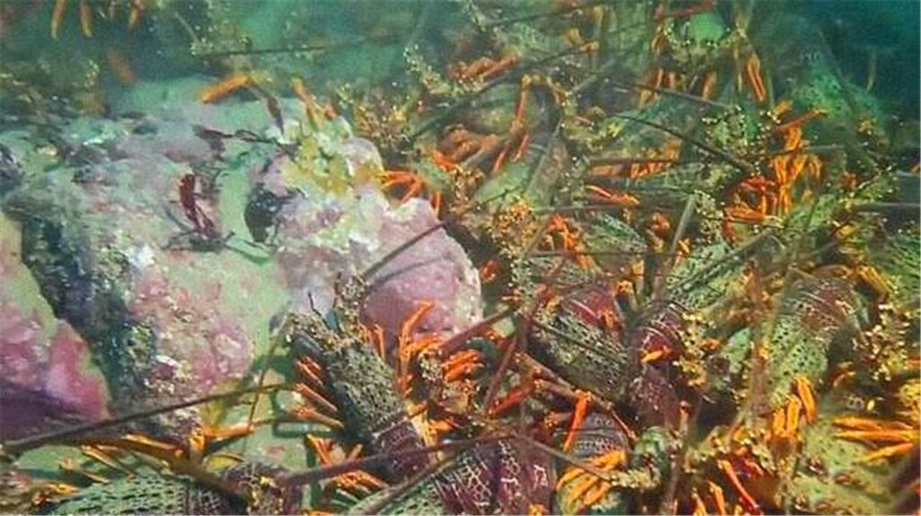 海虾的饲养方法，有什么养殖的技巧