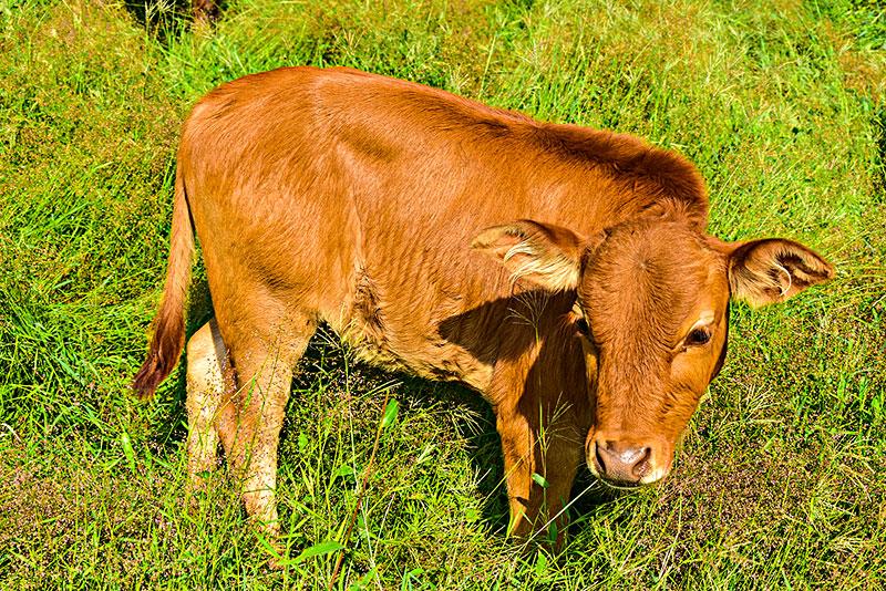 什么是黄牛，物种简介生活习性主要分布