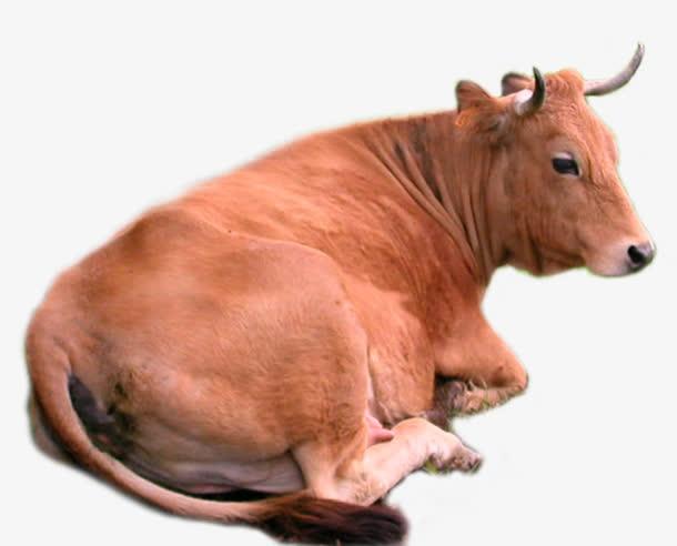 什么是黄牛，物种简介生活习性主要分布