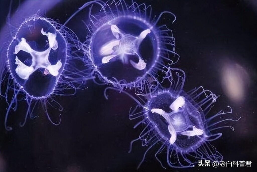 水母是什么样子？地球上8种不同寻常的水母