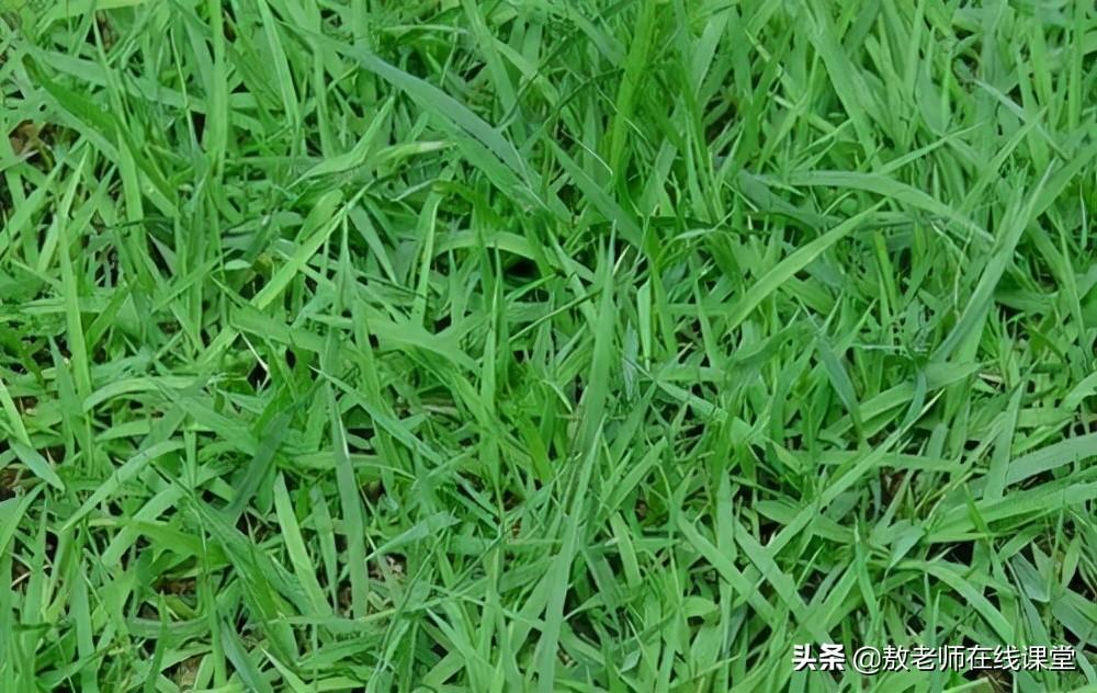 常用草坪草都有哪些?草坪草的品种有哪些？