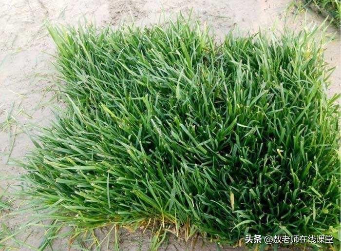 常用草坪草都有哪些?草坪草的品种有哪些？