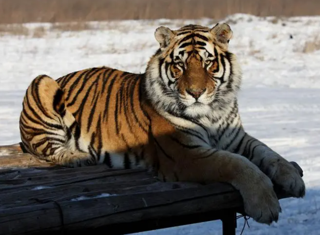 中国最大的老虎是谁？东北虎的习性特征