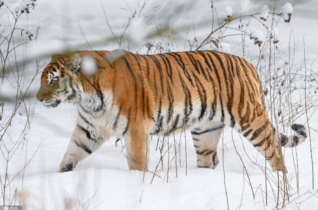 中国最大的老虎是谁？东北虎的习性特征