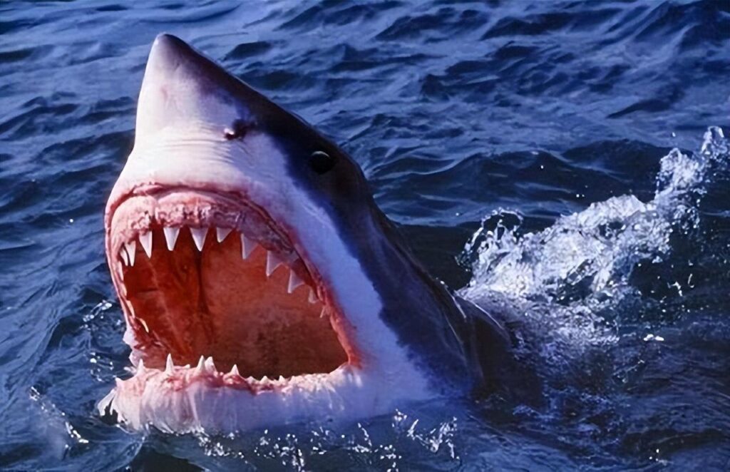 世界上牙齿最多的动物是什么？世界上牙齿最多的十大动物