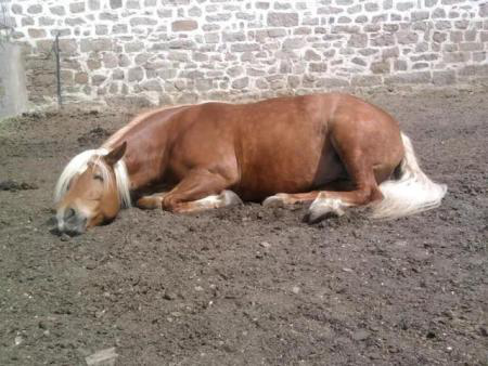 马是怎样睡觉的？马会侧卧休息吗