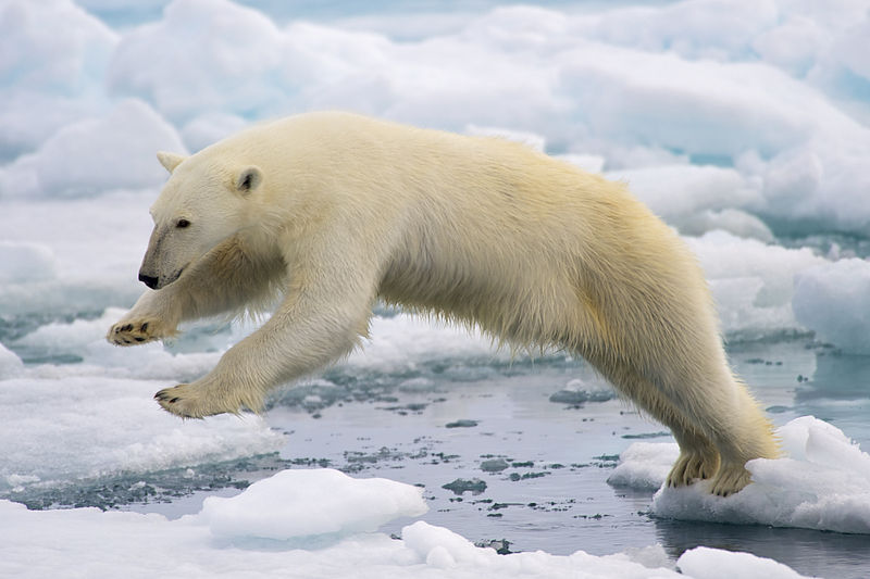 北极熊有多长有多重?分类和演化形态特征