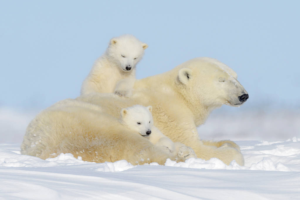 北极熊有多长有多重?分类和演化形态特征