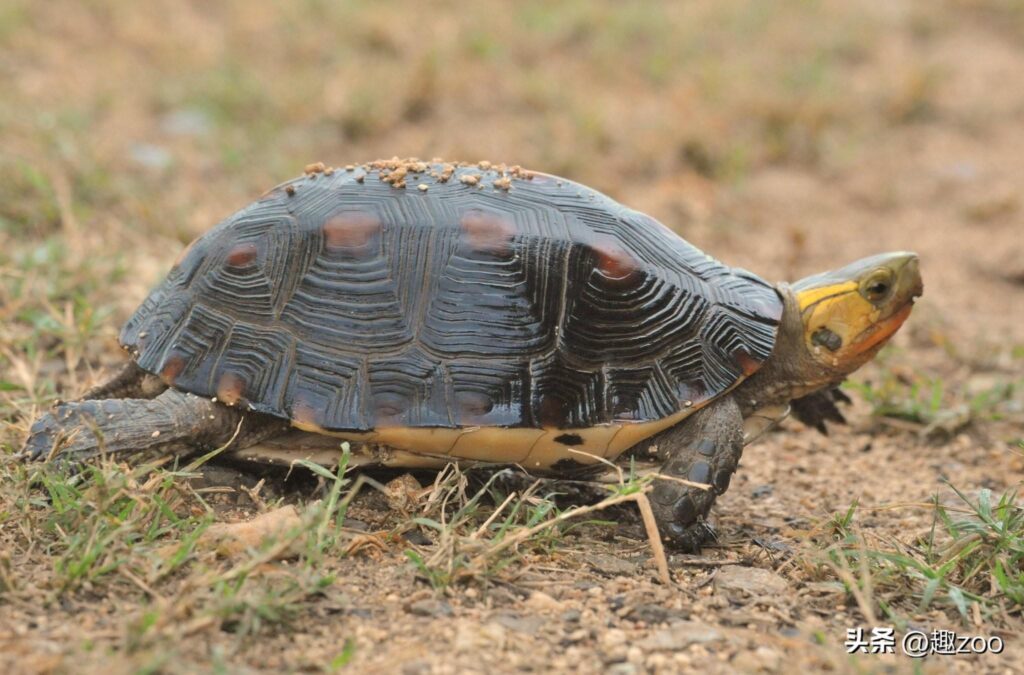 什么是太阳龟？世界上十大半水栖龟有哪些？