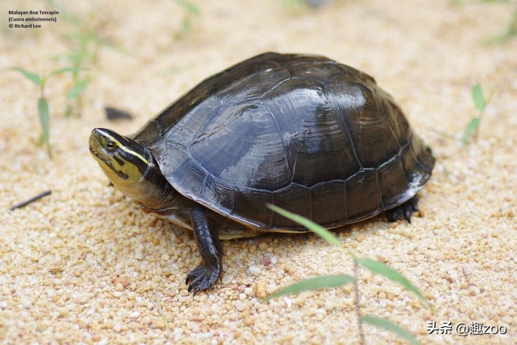 什么是太阳龟？世界上十大半水栖龟有哪些？