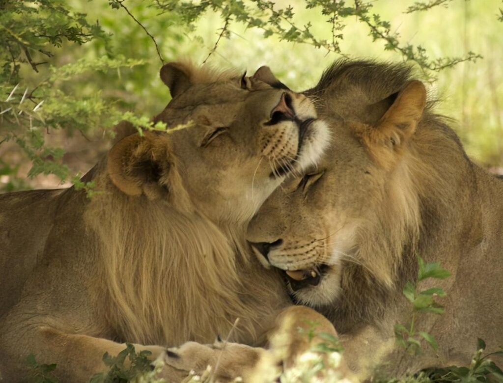 lion是什么意思？什么样的狮子在母狮眼里是帅哥？