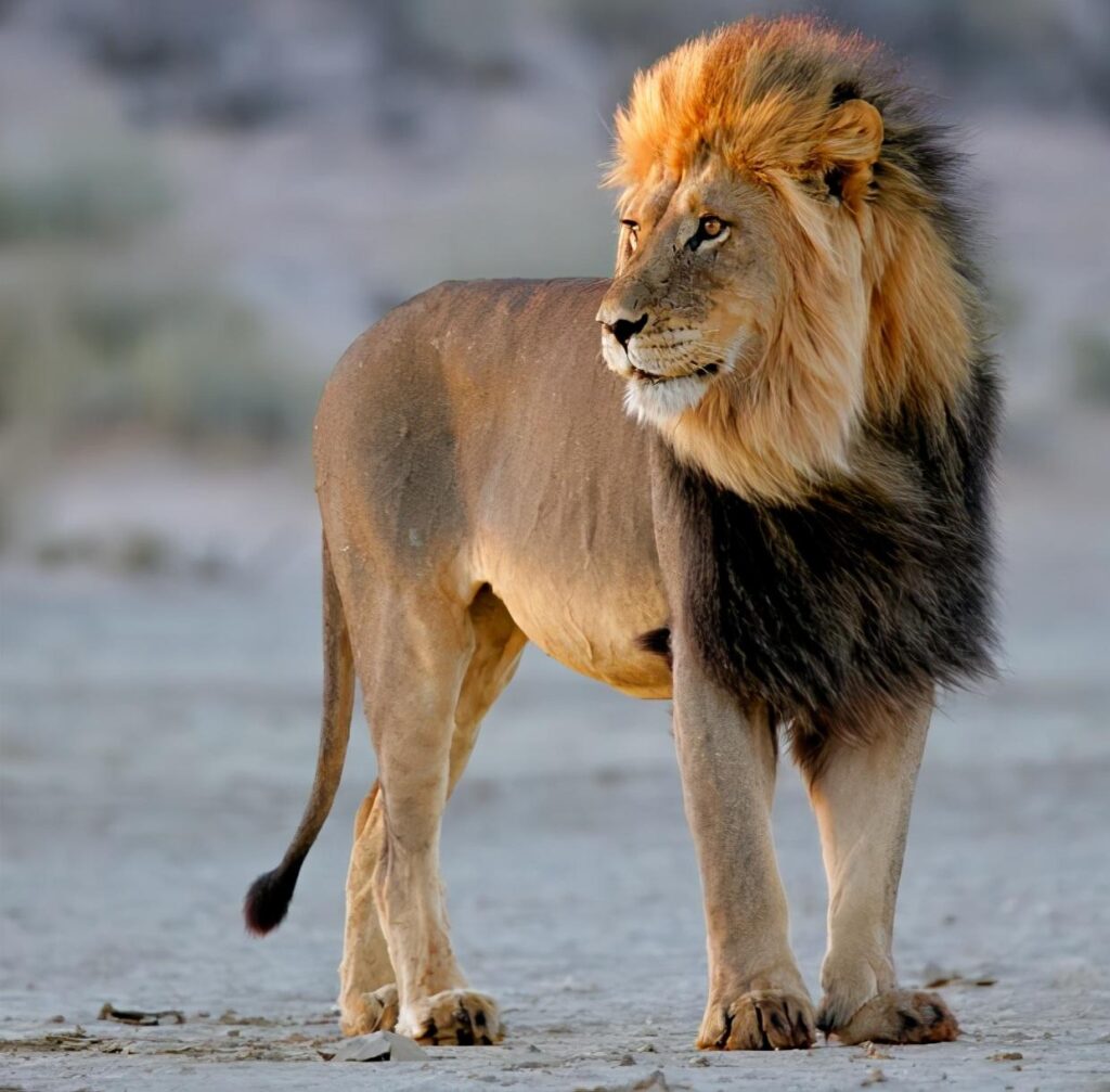 lion是什么意思？什么样的狮子在母狮眼里是帅哥？