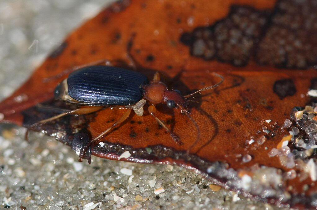 步甲虫有什么特点呢？形态特征生活习性