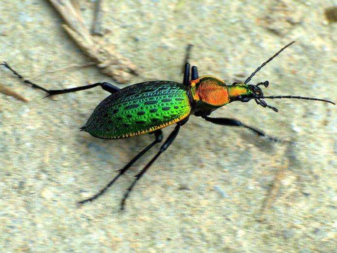 步甲虫有什么特点呢？形态特征生活习性