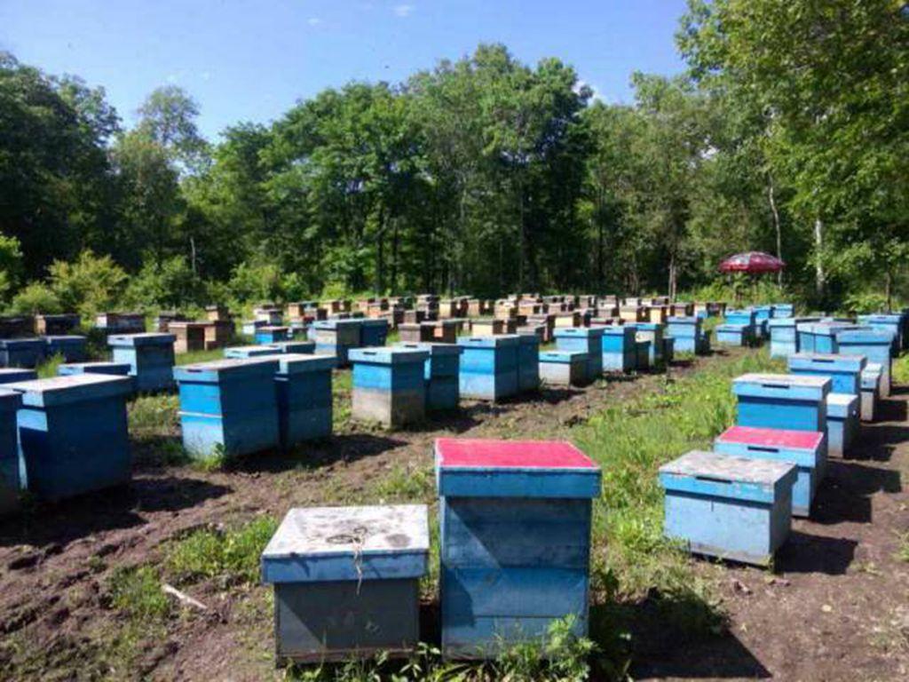 哈尔滨哪卖好蜂蜜？优势的蜂蜜怎么选？