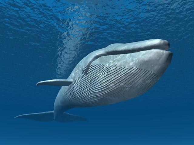 鲸鱼的资料，世界十大鲸鱼的介绍
