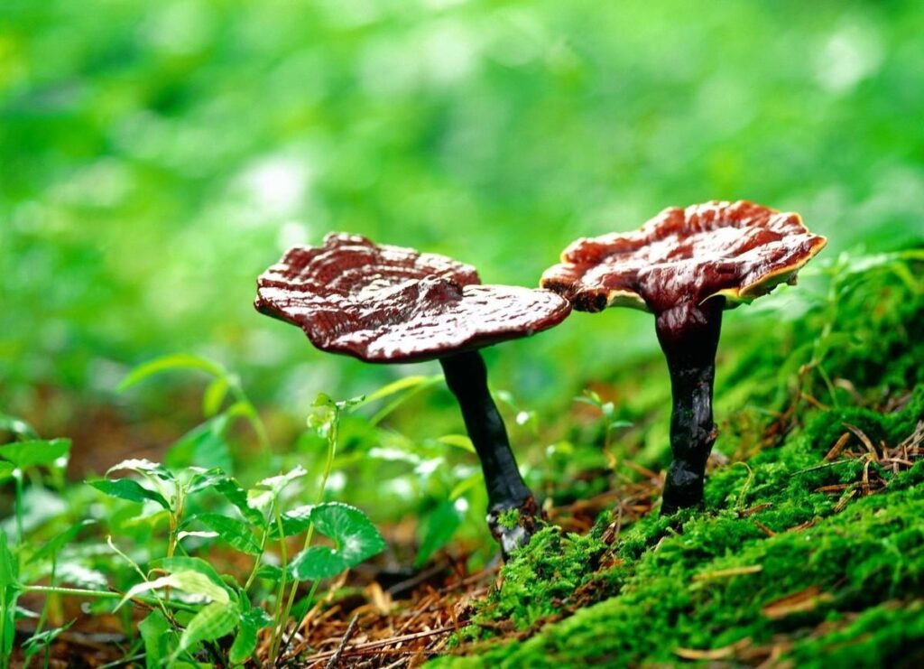 灵芝不出菇怎么办？灵芝实现一年三收的五个要点