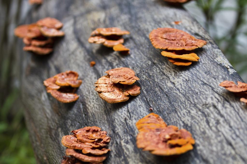 灵芝不出菇怎么办？灵芝实现一年三收的五个要点