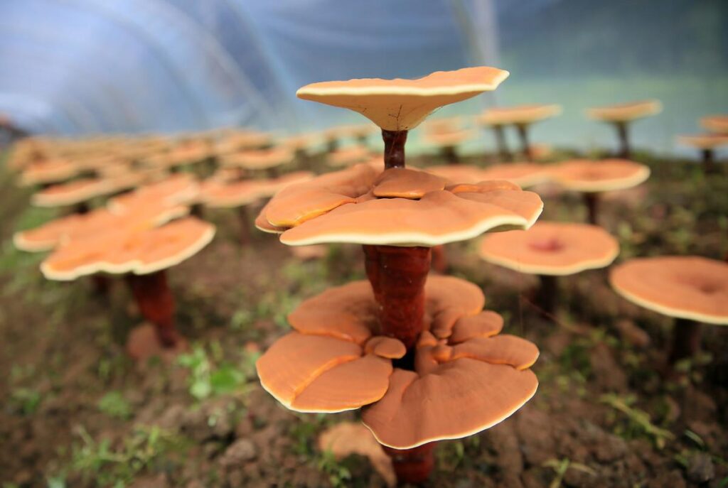 灵芝不出菇怎么办？灵芝实现一年三收的五个要点