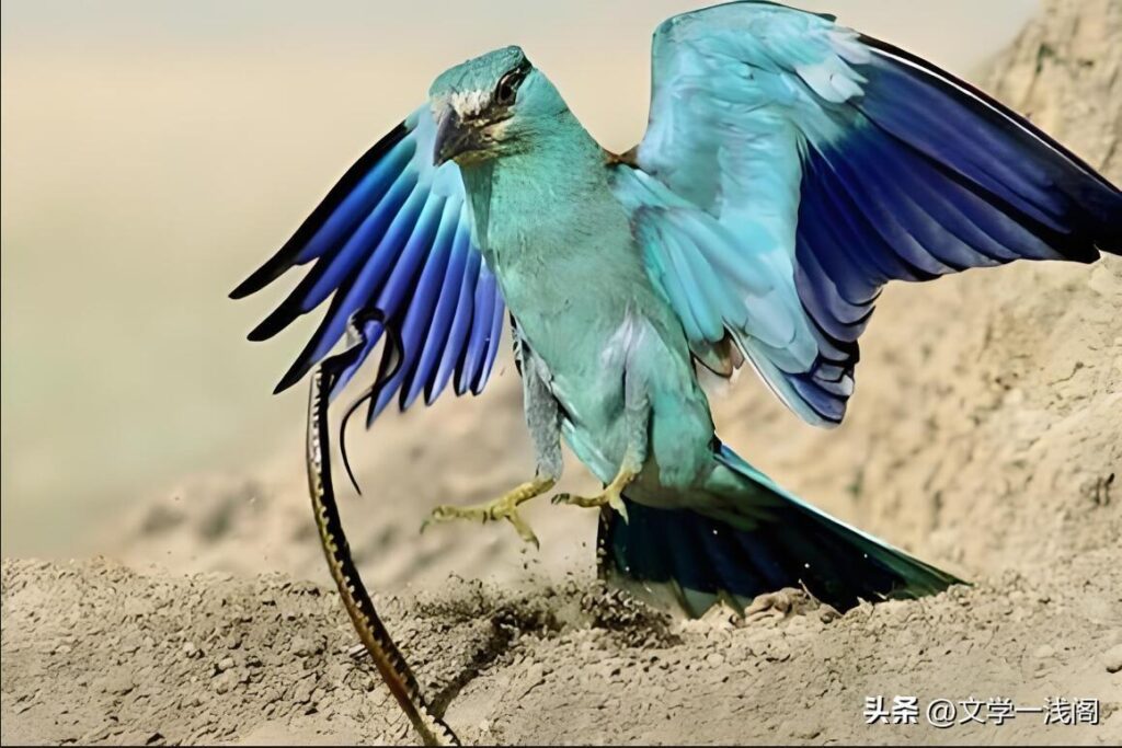 饮鸩止渴是什么意思？鸩的读音是什么？