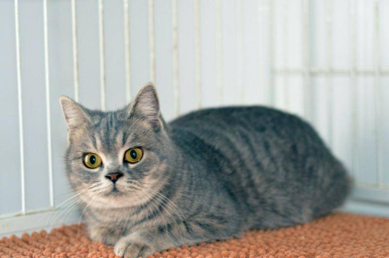 猫在哪个国家内受到严格保护？撞死猫狗在哪个国家会受到处罚？