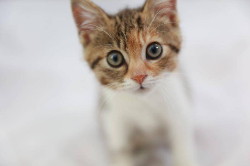 猫在哪个国家内受到严格保护？撞死猫狗在哪个国家会受到处罚？