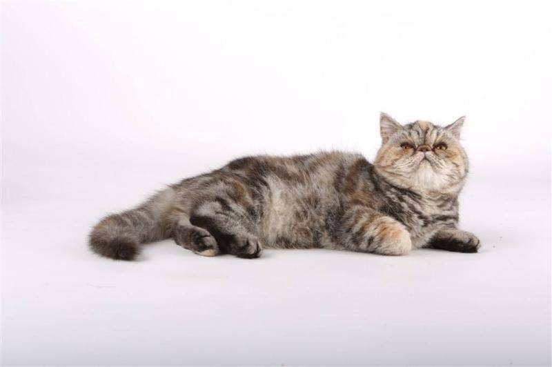 猫在哪个国家内受到严格保护？撞死猫狗在哪个国家会受到处罚？