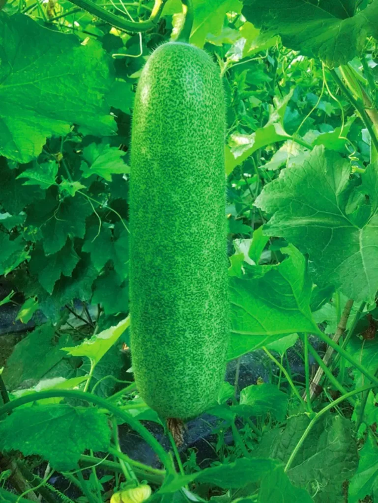 节瓜是什么？价值与危害