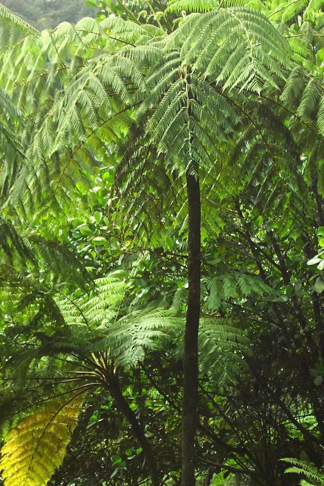 哪种植物被称为活化石_活化石银杏简介