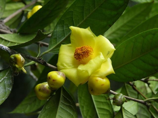 哪种植物被称为活化石_活化石银杏简介
