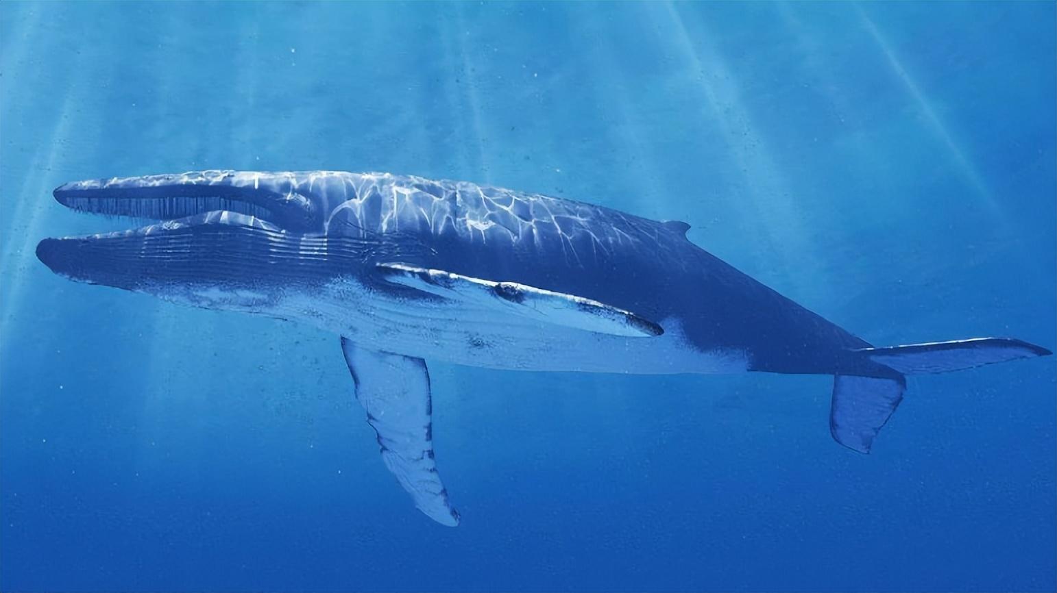 鲸鱼 考古重大发现！埃及出土四足“死神鲸”，鲸鱼演化有多传奇？ 哺乳动物|水底奥秘