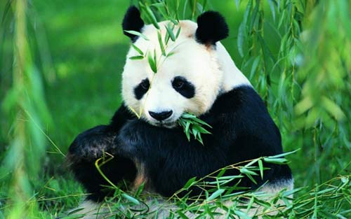 关于熊猫濒危的英语作文(濒临灭绝的熊猫英语作文)