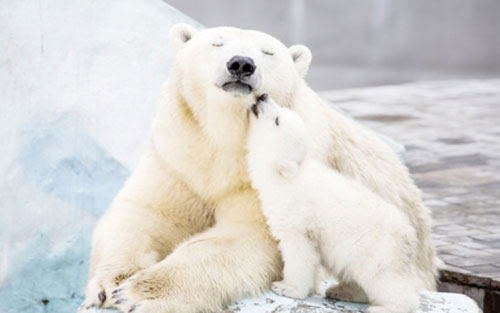 北极熊濒临灭绝的英语作文(关于北极熊灭绝的英语作文)