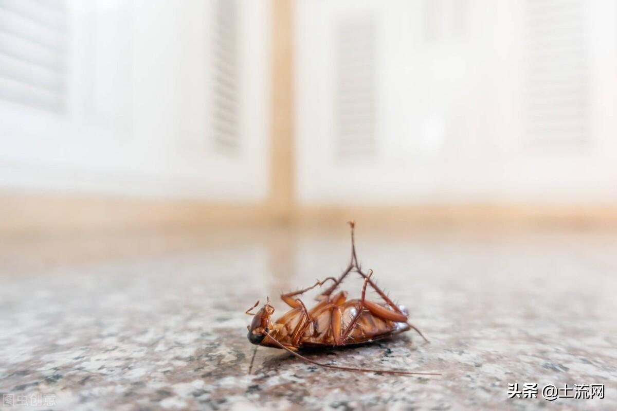 蟑螂有多少种？家中常见的是什么蟑螂？