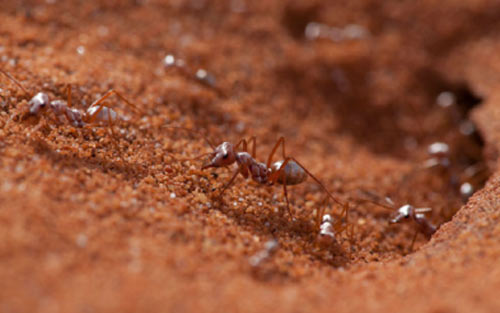 关于蚂蚁的英语作文初一(描写蚂蚁特征的英语小短文)