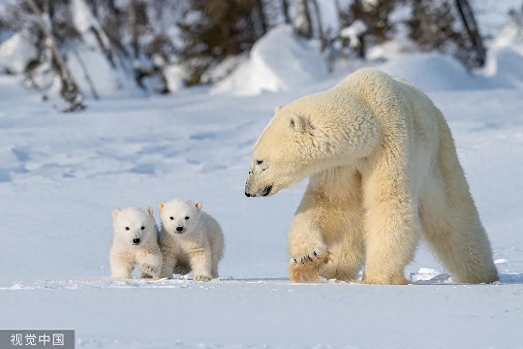 北极熊的皮肤是什么颜色_北极熊的毛都是白色的吗