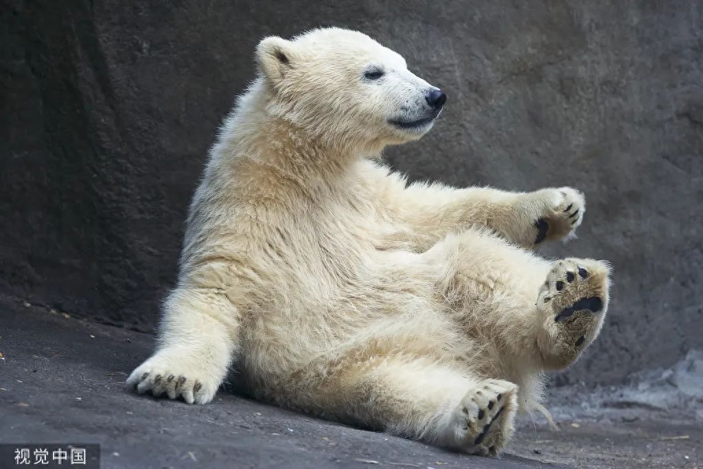 北极熊的皮肤是什么颜色_北极熊的毛都是白色的吗